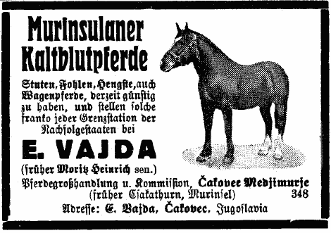 Pferd mit weißen Hinterläufen. Illustrierte Werbung für »Murinsulaner Kaltblutpferde«.